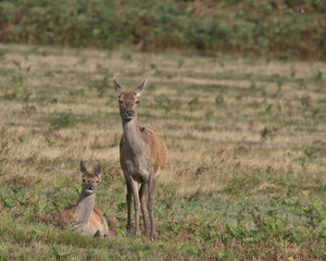 Red deer hind with her calf.