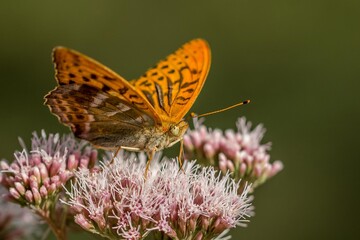 Kaisermantelschmetterling auf  lila Blüte