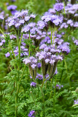 Büschelschön-Phacelia