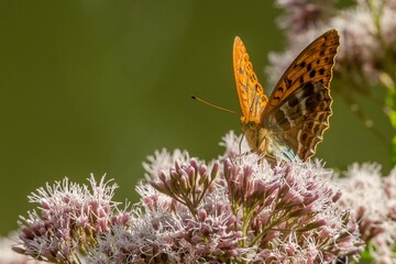 Kaisemantel (Schmetterling) 