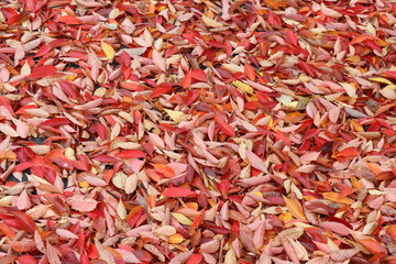 The red leaves have fallen into a pile.