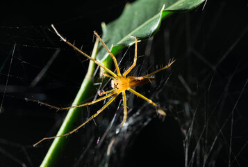 spider