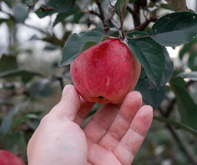 A red juicy apple hangs on a branch in the garden. The gardener picks apples. Close-up