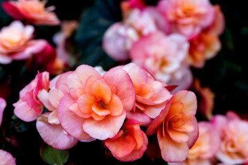 Fleur jardinière facile