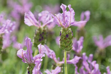 フレンチラベンダー