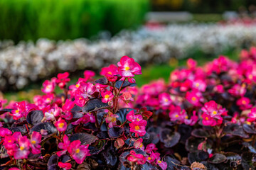 Fototapeta na wymiar Pink magenta flowers in the park