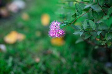A tiny pink flower in park