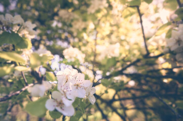Spring apple blossom. Sunlight through the branches.