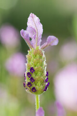 フレンチラベンダー