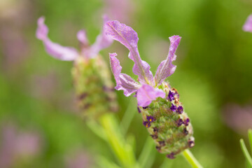 フレンチラベンダー