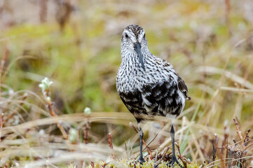 Dunlin (Calidris alpina) in Barents Sea coastal area, Russia