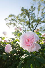 ピンクのバラ