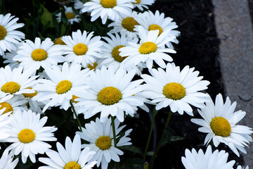 Fototapeta premium Champs de marguerite
