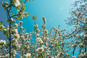 Spring flowering of apple trees. Surreal color solutions.