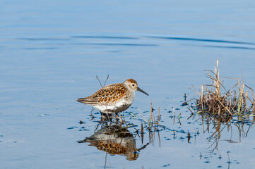 Dunlin (Calidris alpina) in Barents Sea coastal area, Russia