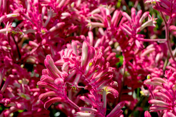 Macro d'un champ de fleurs 'Patte de kangourou' - Beauté florale