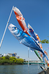 鰹のぼりと鯉のぼり