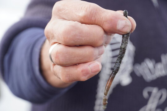 Lugworm in the Mud Flats
