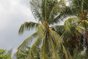 Fototapeta na wymiar coconut palm tree in the wind