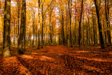 Las droga jesień drzewa bory park buki olchy światło cień złota pora roku żółty...