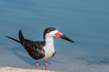 Adult Black Skimmer (Rhynchops niger) in Malibu Lagoon, California, USA