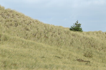 Obraz premium Pine tree (Pinus) in dunes, Isle of Amrum, North Frisian islands, Schleswig-Holstein, Germany