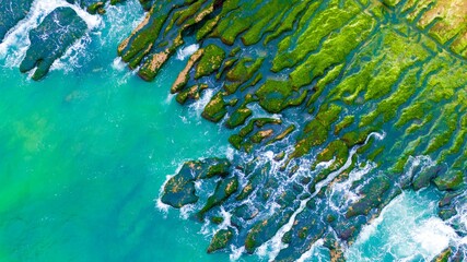 Green algae