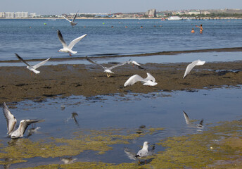 Flying gulls on the sea coast