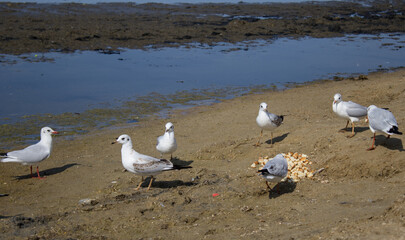 Gathering of gulls near food