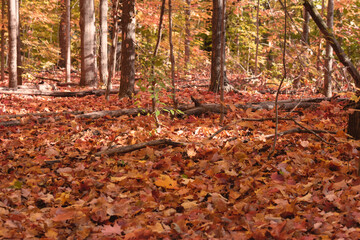Autumn leaves landscape with trees, red, orange and yellow leaves 