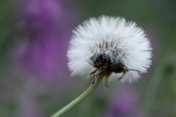 Flor del deseo. 