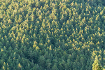 Fototapeta na wymiar pine forest in the Sierra Nevada mountain