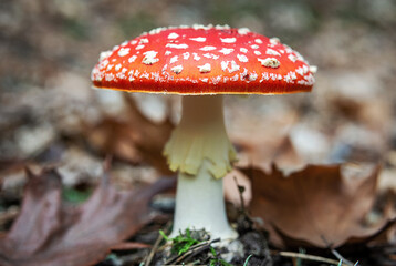 Red fly agaric mushroom close up