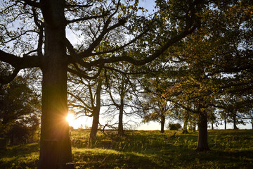Autumn in Irish Countryside