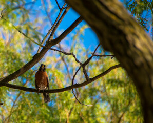 A bird sits peacefully up in a tree, soaking up some late afternoon sun.