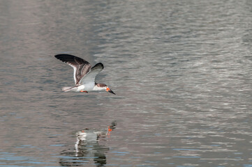 Immature Black Skimmer (Rhynchops niger) in Malibu Lagoon, California, USA