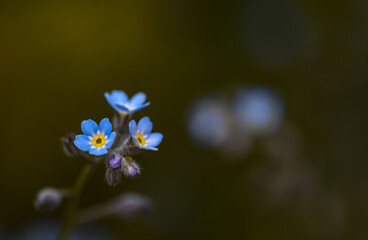 Close up photo of beautiful Field Forget-me-not (Myosotis arvensis). Photo taken in Co Louth. Ireland