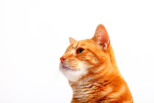 Ginger Tabby Cat Looking Sideways On A Plain White Background