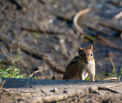 A cute chipmunk darts out from behind a log and onto a walking path, and poses for a picture in High Park in Toronto (Etobicoke), Ontario during the late afternoon sun.