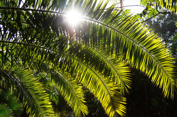 Palmwedel im Sonnenlicht