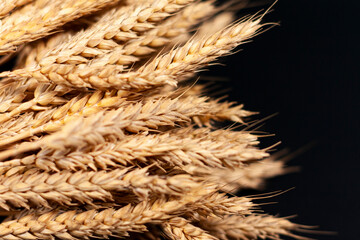 The left half of the screen shows a close-up of a bunch of wheat ears.