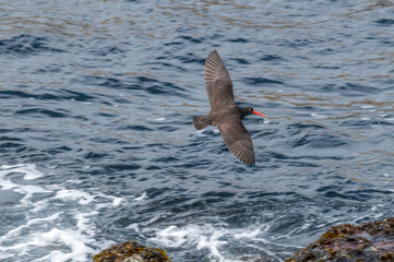 Black Oystercatcher (Haematopus bachmani) at Chowiet Island, Semidi Islands, Alaska, USA