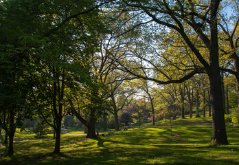 Fototapeta premium People relax in the tranquil green space at High Park in Toronto, Ontario during the evening sunset while social distancing.