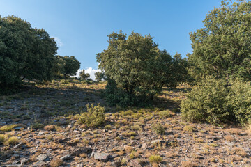 holm oak forest in the Sierra Nevada mountain