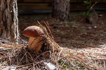 A tiny mushroom grows among the leaves and twigs beside a hiking trail in Algonquin Park, Ontario,...