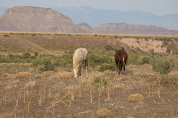 Wild Horses in the Utah Desert