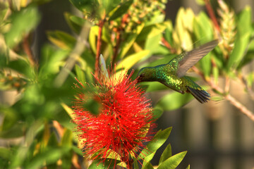 hummingbird and flower