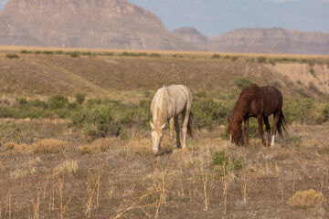 Wild Horses in the Utah Desert