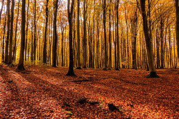 Las jesień drzewa bory park buki olchy światło cień złota pora roku żółty pomarańczowy...