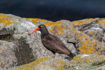 Black Oystercatcher (Haematopus bachmani) at Chowiet Island, Semidi Islands, Alaska, USA